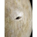 Das größte Ei der Welt ! Aepyornis maximus Elefantenvogel Ei Nr. XIV präpariert, mit kleinem Fraßloch H: 32 cm 1700 g