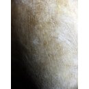 Das größte Ei der Welt ! Aepyornis maximus Elefantenvogel Ei Nr. XIV präpariert, mit kleinem Fraßloch H: 32 cm 1700 g