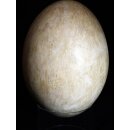 Das größte Ei der Welt ! Aepyornis maximus Elefantenvogel Ei Nr. XIV präpariert, mit kleinem Fraßloch H: 32 cm 1700 g