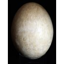 Das größte Ei der Welt ! Aepyornis maximus Elefantenvogel Ei Nr. XIV präpariert, mit kleinem Fraßloch H: 32 cm 1700 g