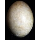Das größte Ei der Welt ! Aepyornis maximus Elefantenvogel Ei Nr. XIV präpariert, mit kleinem Fraßloch H: 32 cm 1700 g