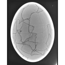 Das größte Ei der Welt ! Aepyornis maximus Elefantenvogel Ei Nr. XIV präpariert, mit kleinem Fraßloch H: 32 cm 1700 g