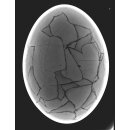 Das größte Ei der Welt ! Aepyornis maximus Elefantenvogel Ei Nr. XIV präpariert, mit kleinem Fraßloch H: 32 cm 1700 g