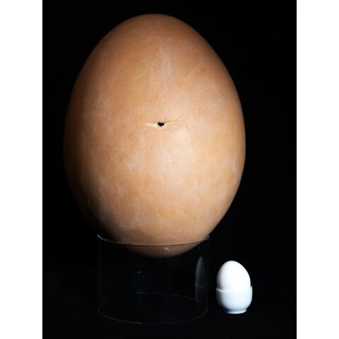 Das größte Ei der Welt ! Aepyornis maximus Elefantenvogel Ei Nr. XV präpariert, mit kleinem Fraßloch H: 33 cm 1700 g