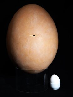 Das größte Ei der Welt ! Aepyornis maximus...