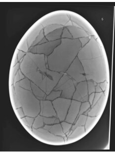 Das größte Ei der Welt ! Aepyornis maximus Elefantenvogel Ei Nr. XV präpariert, mit kleinem Fraßloch H: 33 cm 1700 g