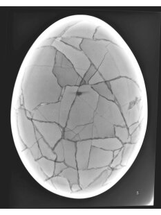 Das größte Ei der Welt ! Aepyornis maximus Elefantenvogel Ei Nr. XV präpariert, mit kleinem Fraßloch H: 33 cm 1700 g