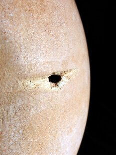 Das größte Ei der Welt ! Aepyornis maximus...