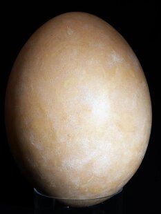 Das größte Ei der Welt ! Aepyornis maximus Elefantenvogel Ei Nr. XV präpariert, mit kleinem Fraßloch H: 33 cm 1700 g