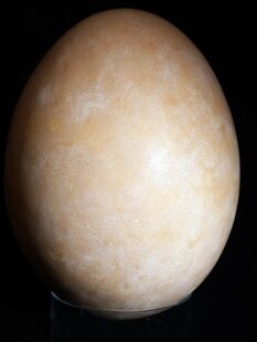 Das größte Ei der Welt ! Aepyornis maximus Elefantenvogel Ei Nr. XV präpariert, mit kleinem Fraßloch H: 33 cm 1700 g