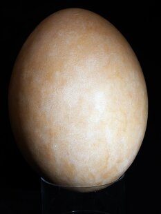 Das größte Ei der Welt ! Aepyornis maximus Elefantenvogel Ei Nr. XV präpariert, mit kleinem Fraßloch H: 33 cm 1700 g