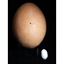 Das größte Ei der Welt ! Aepyornis maximus Elefantenvogel Ei Nr. XV präpariert, mit kleinem Fraßloch H: 33 cm 1700 g