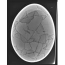 Das größte Ei der Welt ! Aepyornis maximus Elefantenvogel Ei Nr. XV präpariert, mit kleinem Fraßloch H: 33 cm 1700 g