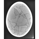 Das größte Ei der Welt ! Aepyornis maximus Elefantenvogel Ei Nr. XV präpariert, mit kleinem Fraßloch H: 33 cm 1700 g