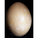 Das größte Ei der Welt ! Aepyornis maximus Elefantenvogel Ei Nr. XV präpariert, mit kleinem Fraßloch H: 33 cm 1700 g