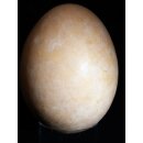 Das größte Ei der Welt ! Aepyornis maximus Elefantenvogel Ei Nr. XV präpariert, mit kleinem Fraßloch H: 33 cm 1700 g