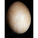 Das größte Ei der Welt ! Aepyornis maximus Elefantenvogel Ei Nr. XV präpariert, mit kleinem Fraßloch H: 33 cm 1700 g