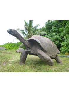 Fossiles Ei Nr. 02 der Riesenschildkröte Aldabrachelys Madagaskar D: 57 mm 20 g