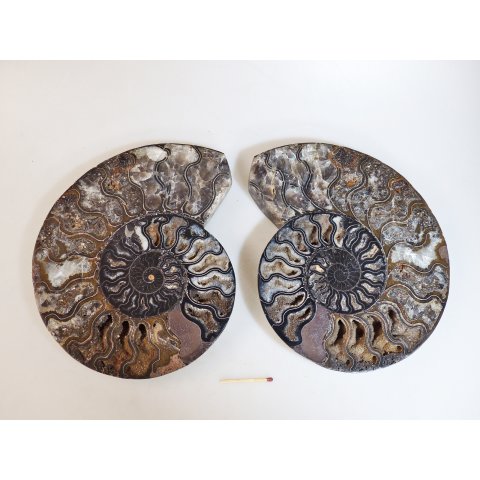 AM53 Ammoniten Paar Cleoniceras besairier Madagaskar seltene schwarze Farbe 1615 g D 200 mm
