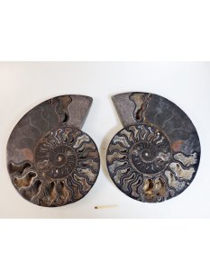 AM59 Ammoniten Paar Cleoniceras besairier Madagaskar...