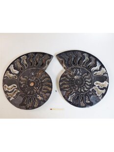 AM60 Ammoniten Paar Cleoniceras besairier Madagaskar...