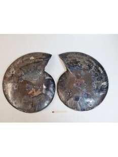AM60 Ammoniten Paar Cleoniceras besairier Madagaskar...