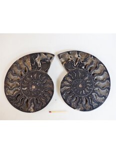 AM61 Ammoniten Paar Cleoniceras besairier Madagaskar...