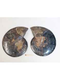 AM61 Ammoniten Paar Cleoniceras besairier Madagaskar...