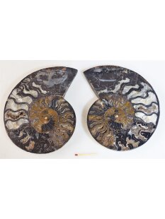 AM62 Ammoniten Paar Cleoniceras besairier Madagaskar...