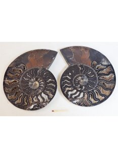 AM64 Ammoniten Paar Cleoniceras besairier Madagaskar...