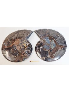 AM64 Ammoniten Paar Cleoniceras besairier Madagaskar...