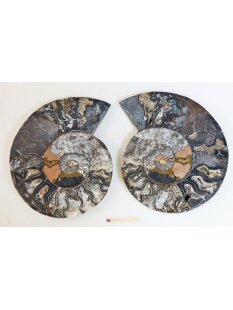 AM65 Ammoniten Paar Cleoniceras besairier Madagaskar...