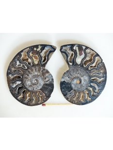 AM135 Ammoniten Paar Cleoniceras besairier Madagaskar...