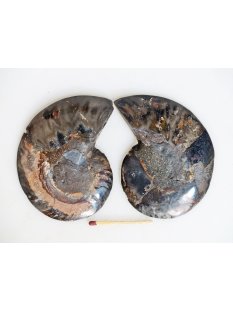 AM135 Ammoniten Paar Cleoniceras besairier Madagaskar...